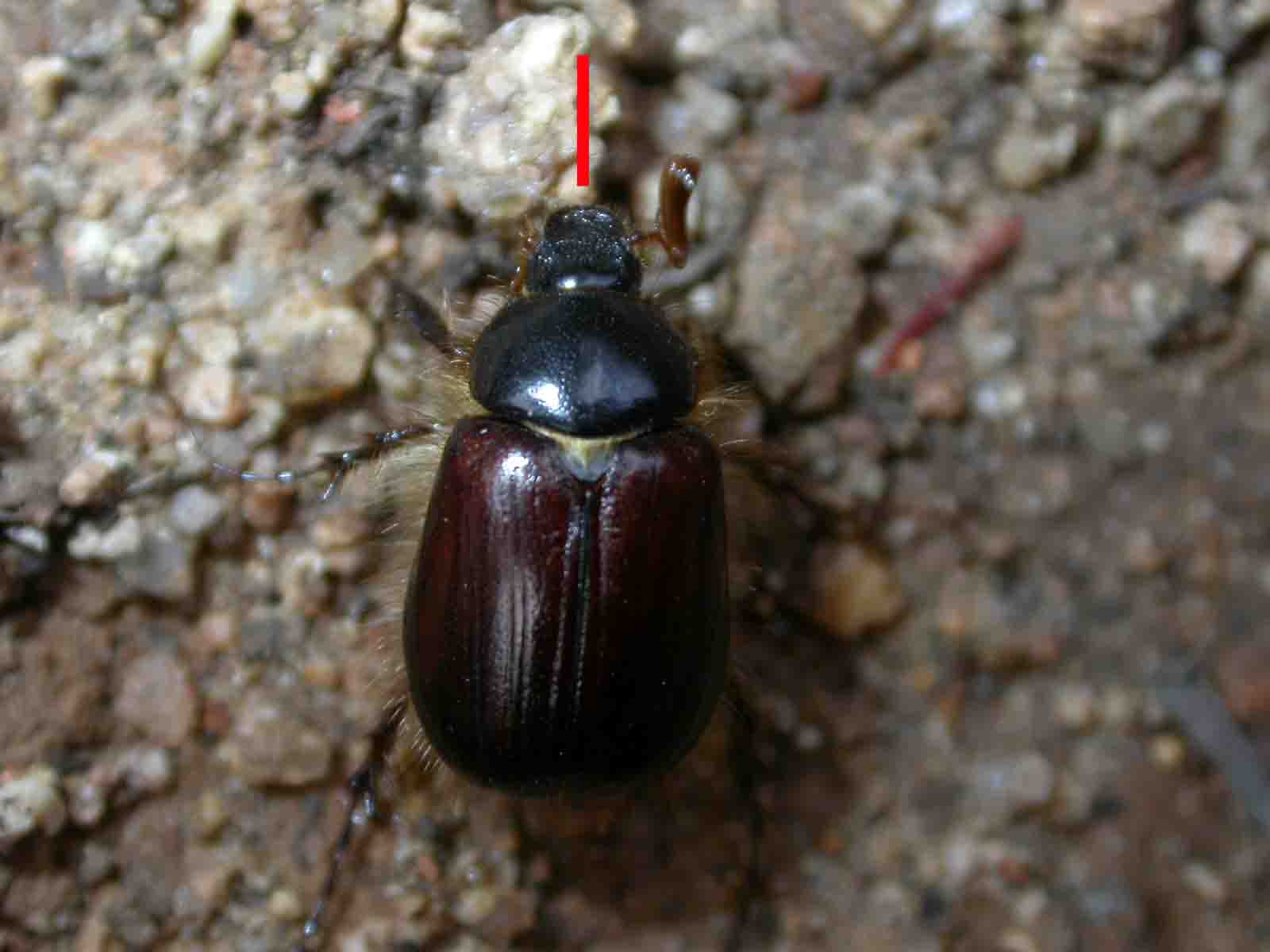 Elaphocera emarginata e erichsoni